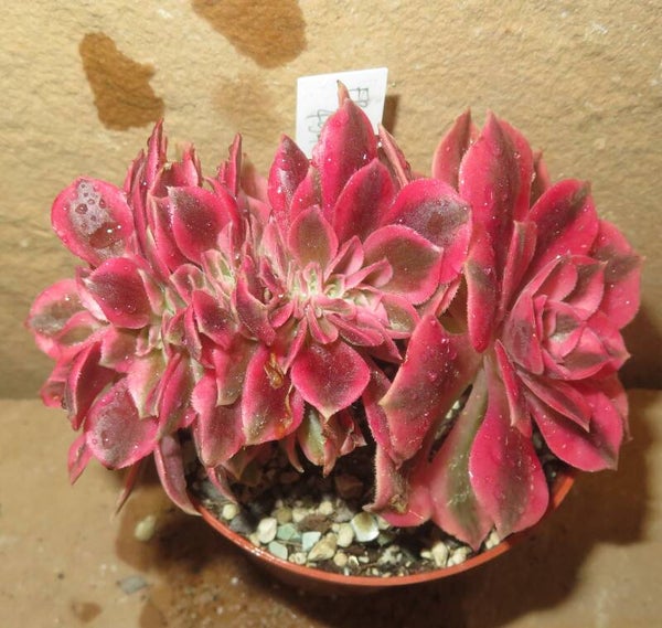 Aeonium cv Pink Witch cristata variegata