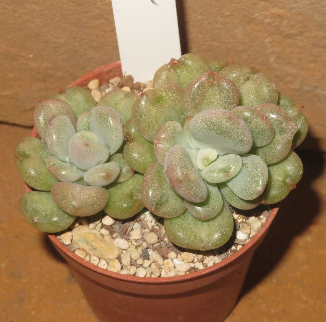Echeveria cv Bill Gates - 2 Blätter / Blattstecklinge