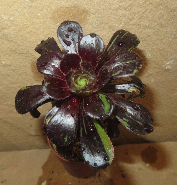 Aeonium cv Big Bang