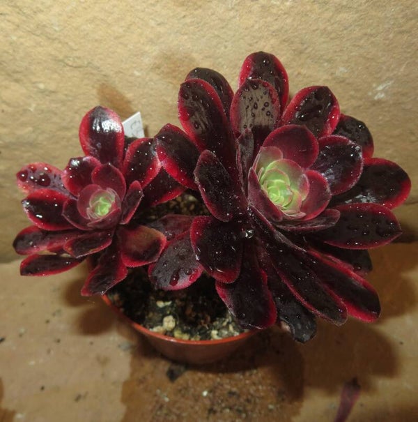 Aeonium cv SuperBang variegata