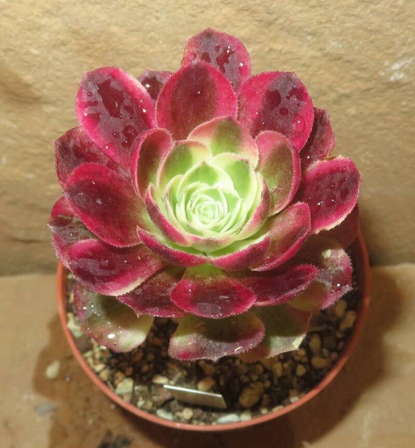 Aeonium cv Allure Fairy variegata