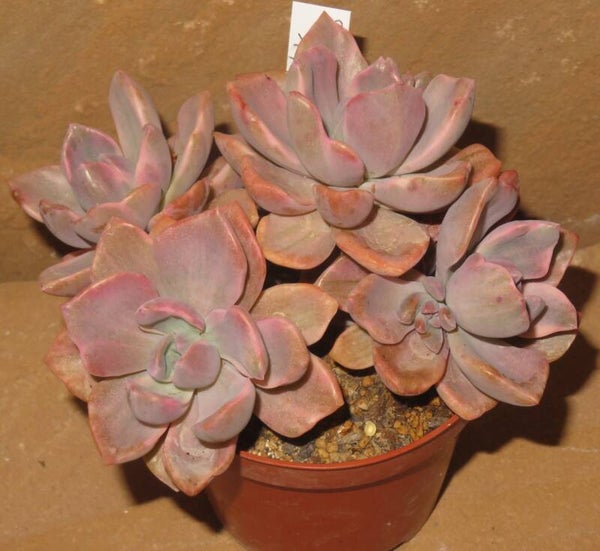 Graptoveria cv Mrs Richards variegata Gruppe