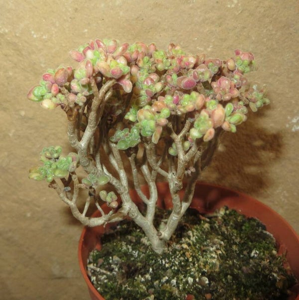 Aeonium lindleyi variegata