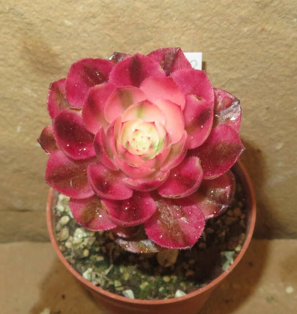 Aeonium cv Magic Candle variegata