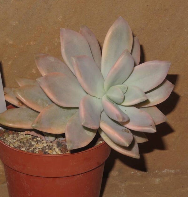 Graptopetalum paraguayense awayuki variegata