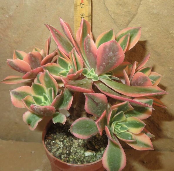 Aeonium leucoblepharum variegata