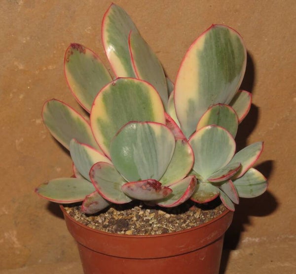 Echeveria cv Jyulia variegata GRUPPE