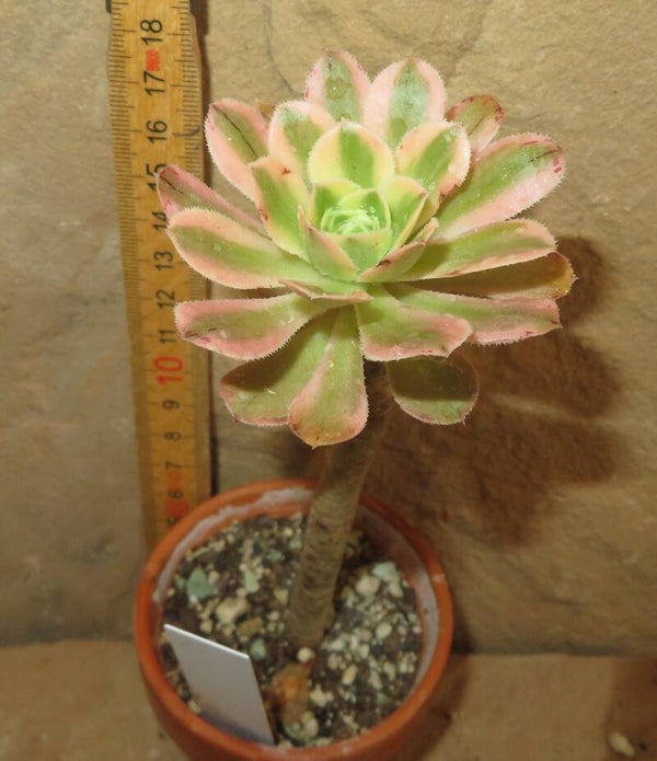 Aeonium arboreum variegata