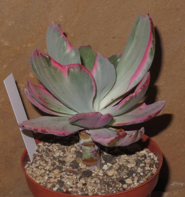 Echeveria cv FLYING CLOUD variegata