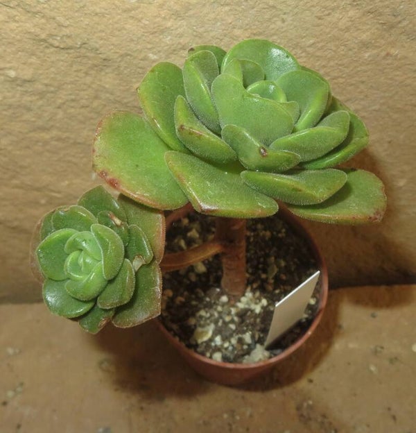 Aeonium cv Lily Pad