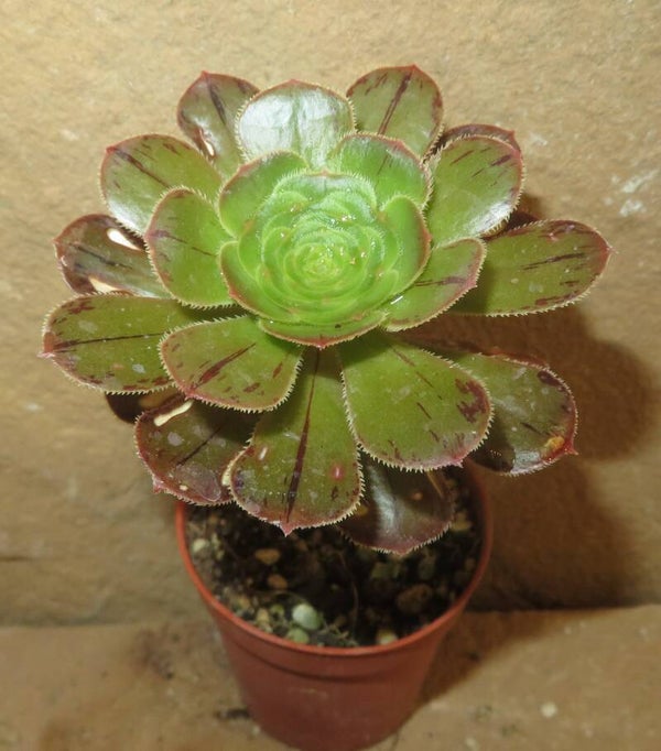 Aeonium arboreum rubrolineatum