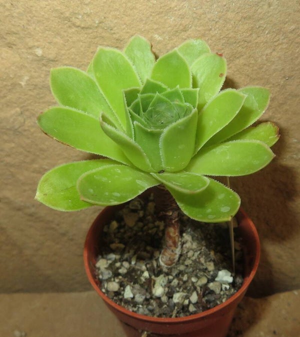 Aeonium arboreum x simsii cv Ice Edged