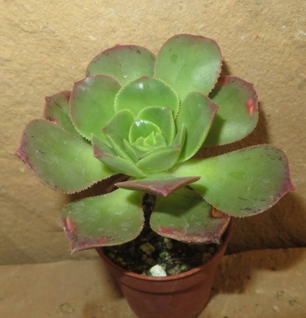 Aeonium davidbramwellii