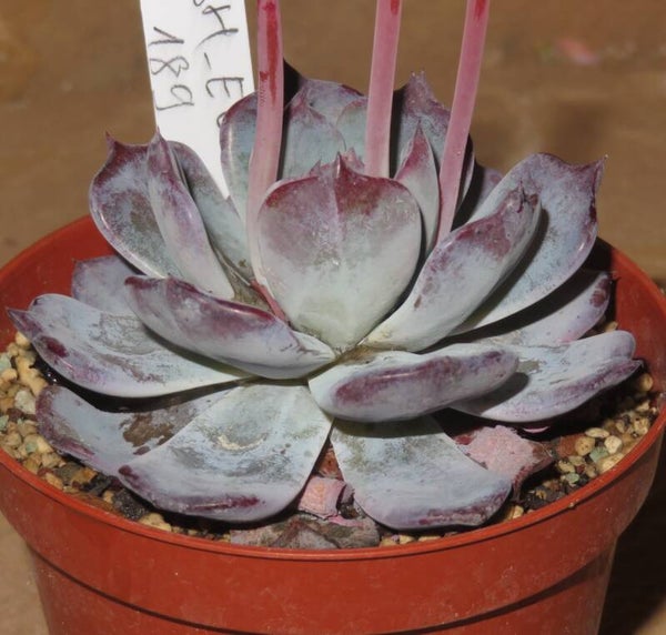 Echeveria cv Pink Floyd New!!!