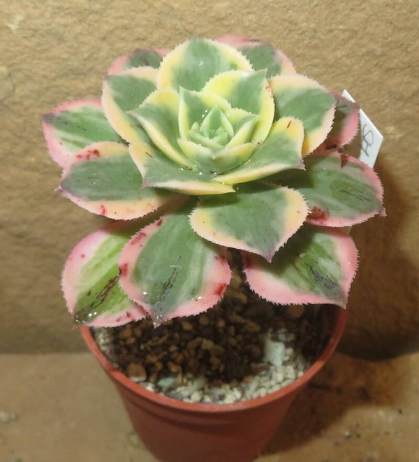 Aeonium decorum cv Tricolor variegata