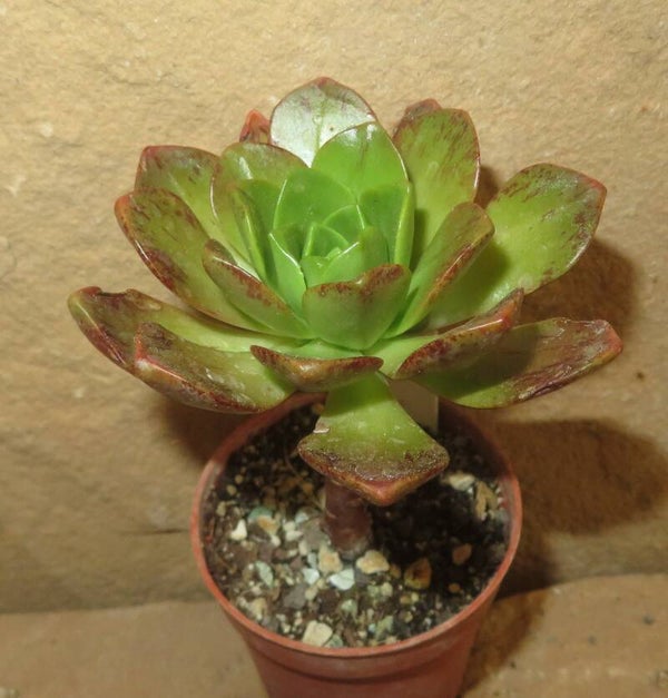 Aeonium cv Bronze Medal