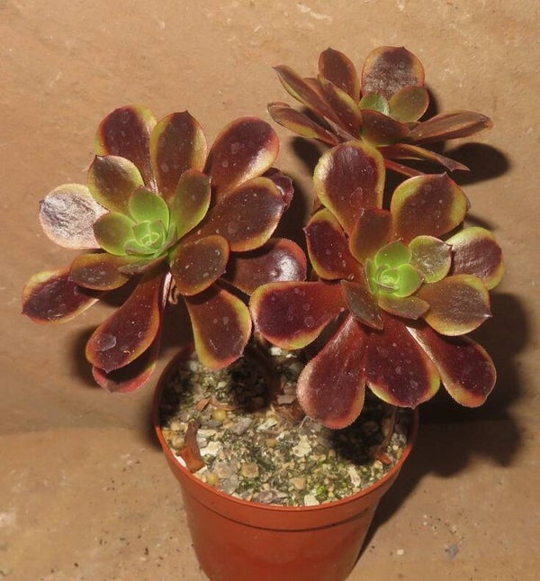 Aeonium cv SuperBang variegata