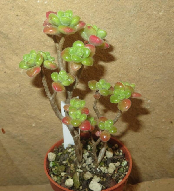 Aeonium lindleyi