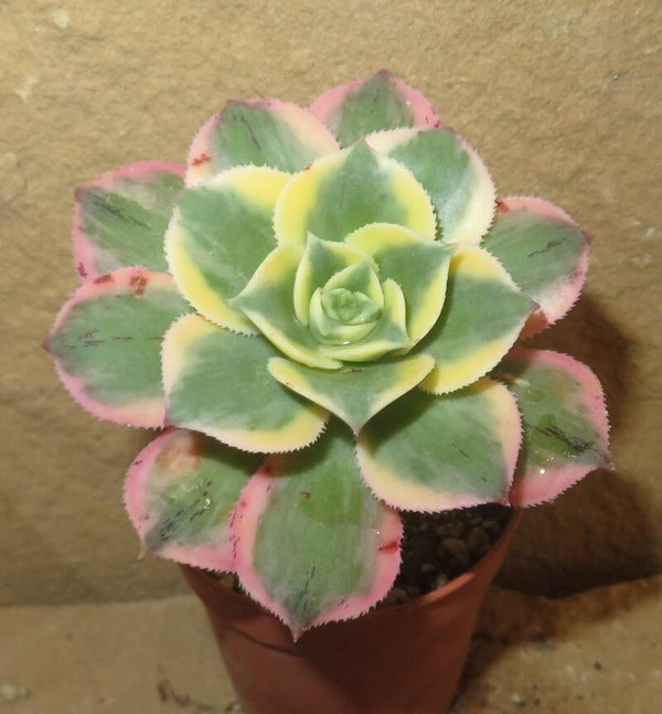 Aeonium decorum cv Tricolor variegata