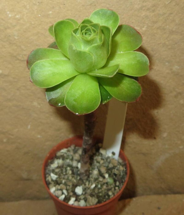 Aeonium dodrantale