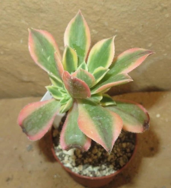 Aeonium leucoblepharum variegata