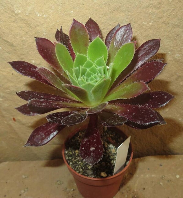Aeonium simsii x Schwarzkopf cv Black Magic
