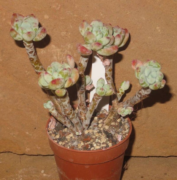 Sedum clavatum Alte Pflanze