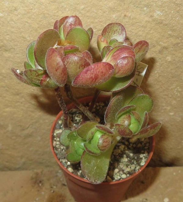 Aeonium saundersii