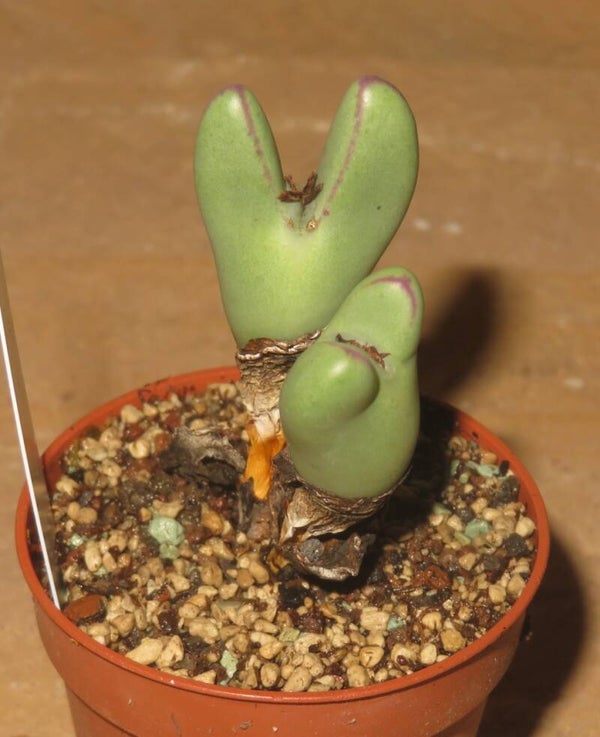 Conophytum frutescens monstrosa 'Rabbit Ears'