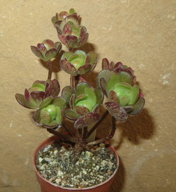 Aeonium saundersii