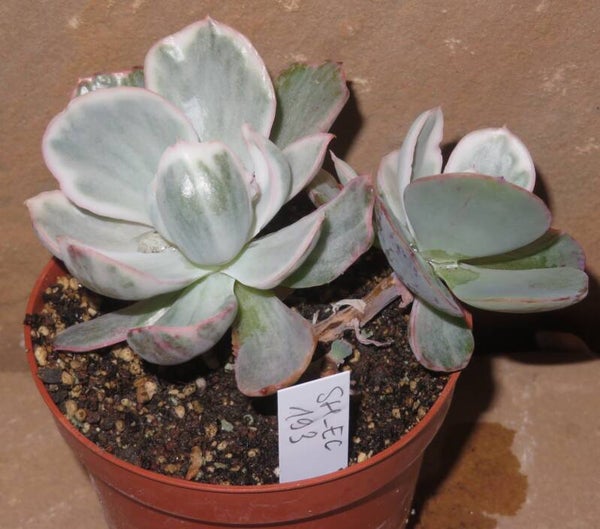 Echeveria cv Berkeley Light variegata