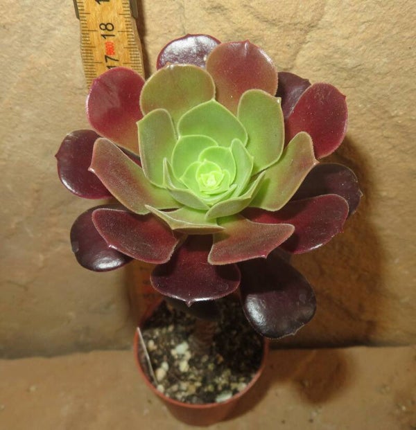 Aeonium cv Blushing Beauty