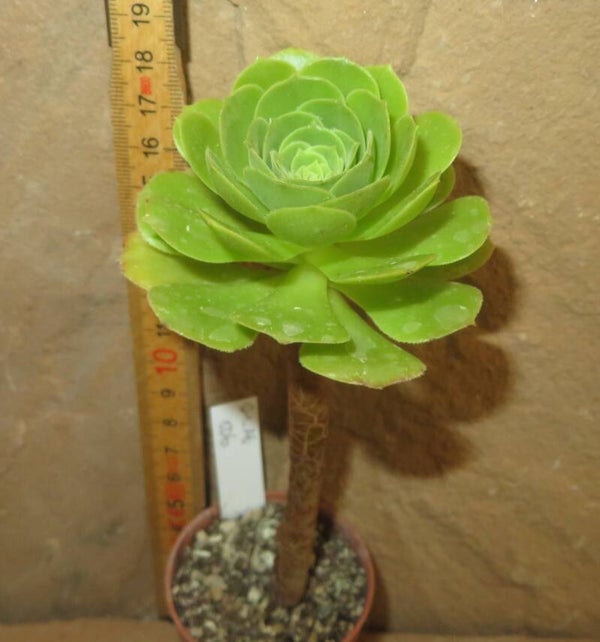 Aeonium arboreum magnificum