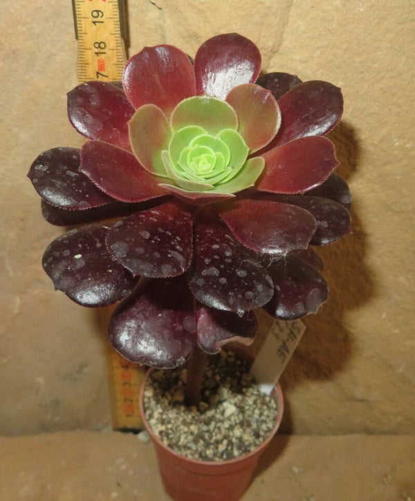 Aeonium cv Blushing Beauty