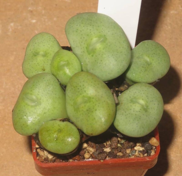 Conophytum wettsteinii Kubusberge
