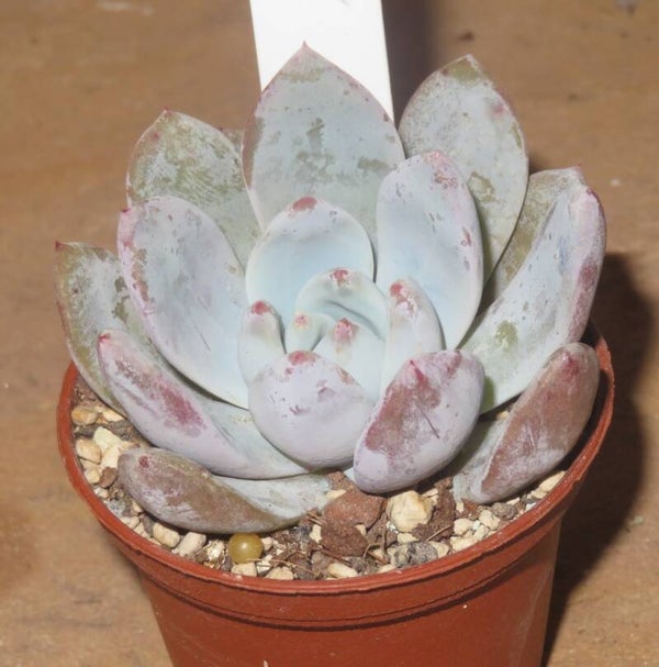 Echeveria cv Monroe Orange