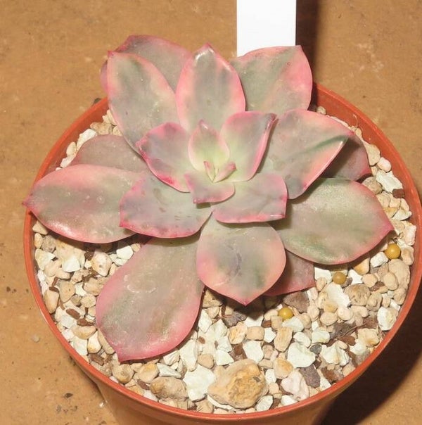 Echeveria cv Pink Harin variegata