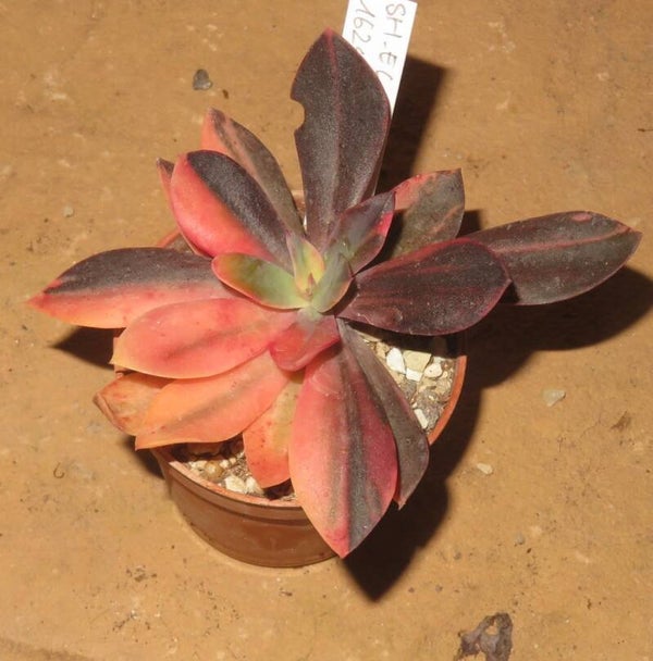 Echeveria cv Hanaikada variegata