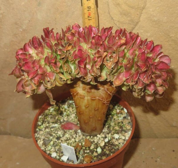 Aeonium cv ShaoHua cristata variegata