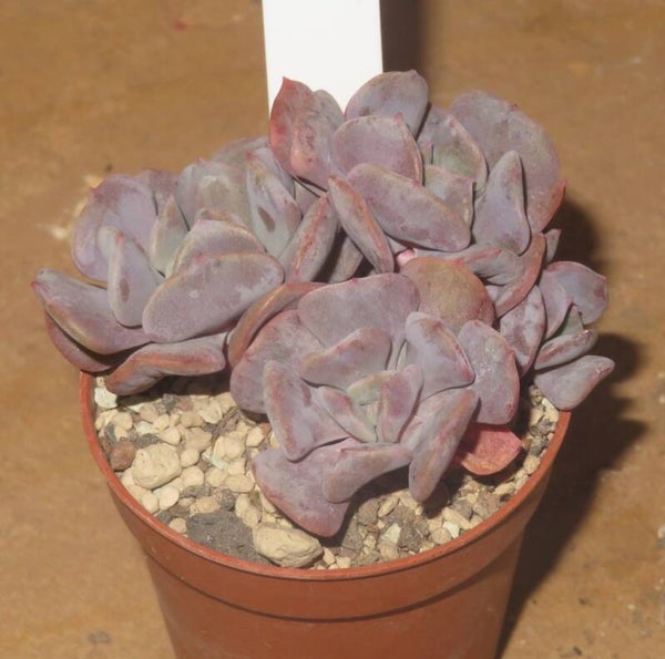 Echeveria cv Cubic Frost
