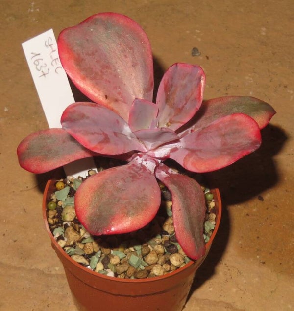 Echeveria cv Angel Wings variegata