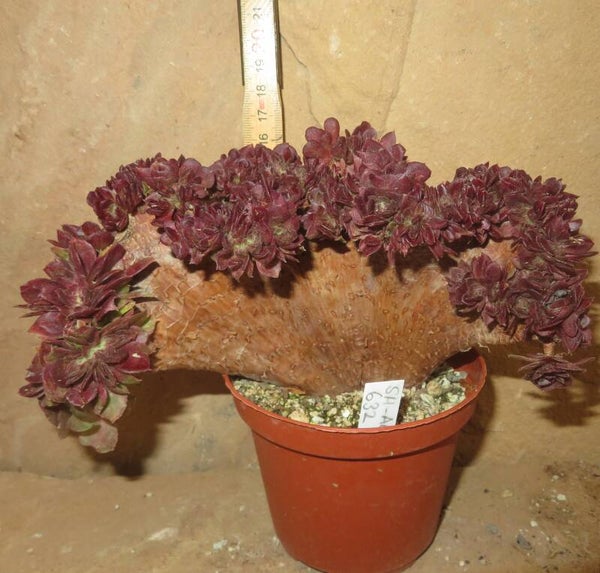 Aeonium cv Matcha cristata variegata (Halloween mediopicta variegata)