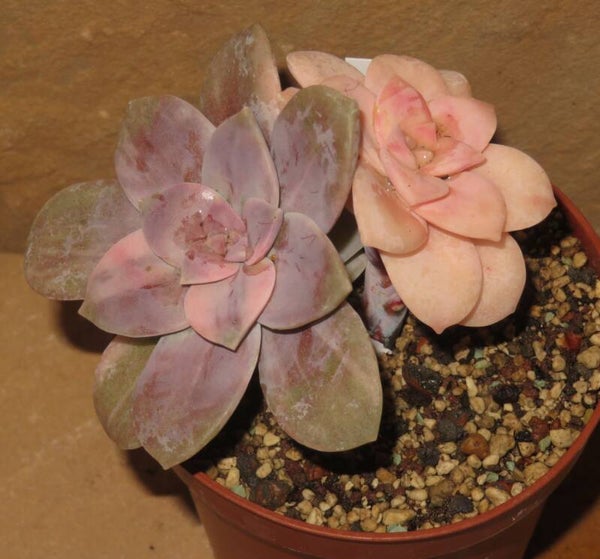 Graptopetalum superbum variegata