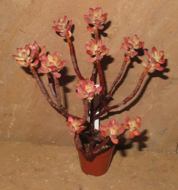 Echeveria macdougallii