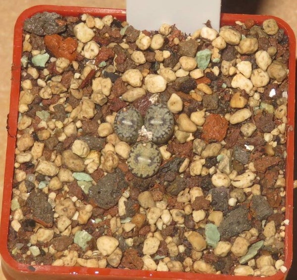 Conophytum comptoni Papkuilsfontein