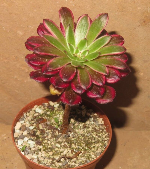 Aeonium cv Mardi Gras variegata
