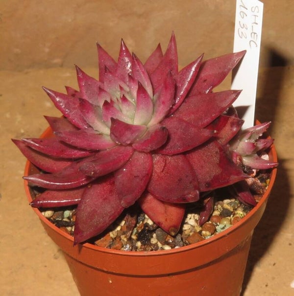Echeveria agavoides cv PINK Star