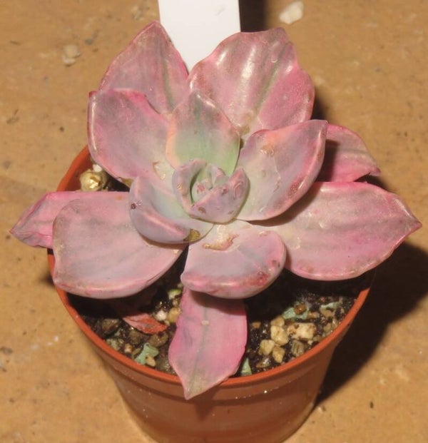 Graptoveria cv Mrs Richards variegata