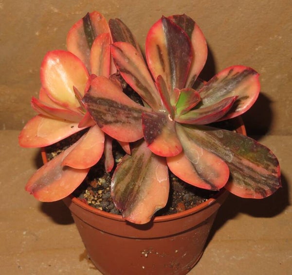 Echeveria cv Primadonna variegata Große Pflanze