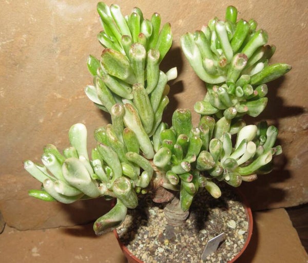 Crassula argentea cv Gollum variegata XXL
